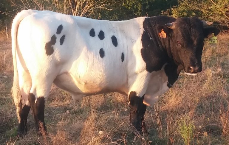 a connu l'amour vache 2 lettres