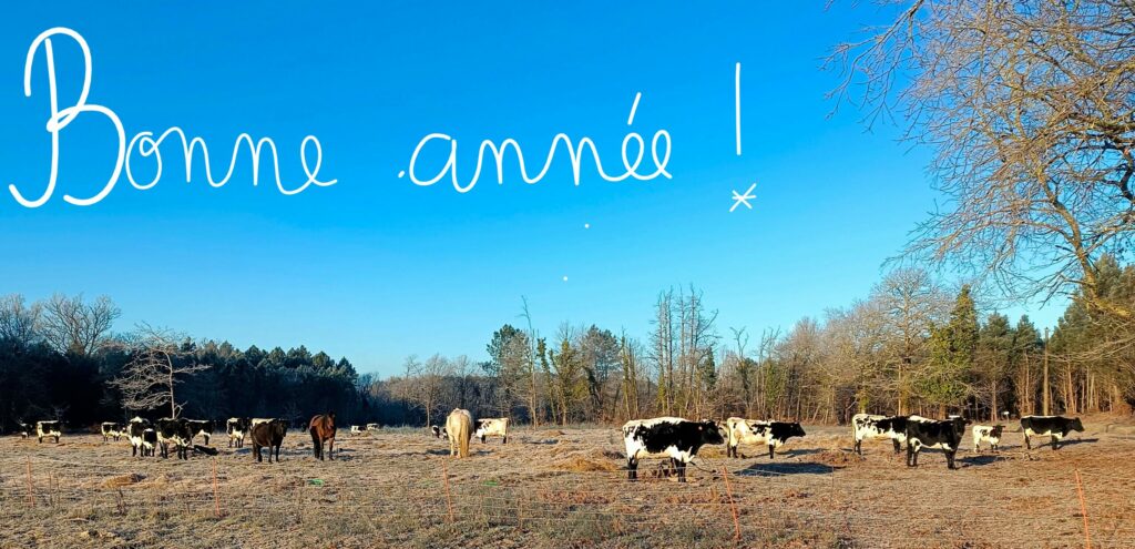 bonne année meilleurs vœux troupeau vaches bordelaises
