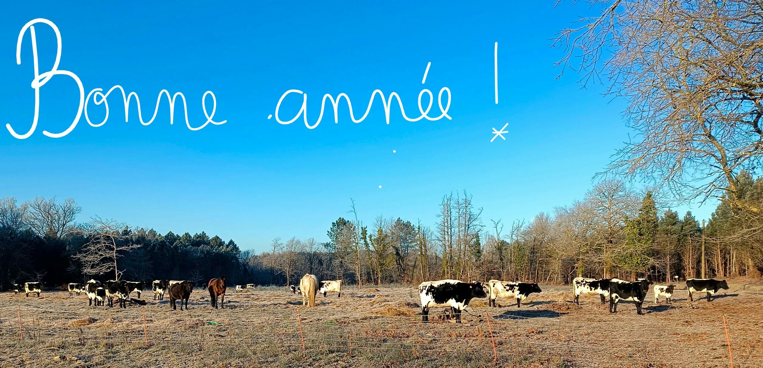 bonne année meilleurs vœux troupeau vaches bordelaises